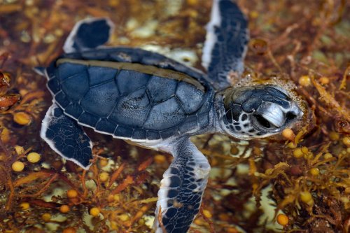Male Sea Turtles Are in Short Supply as Temperatures Rise