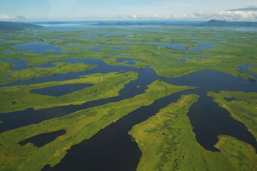 A Fifth of the World’s Species-Rich Wetlands Have Been Destroyed