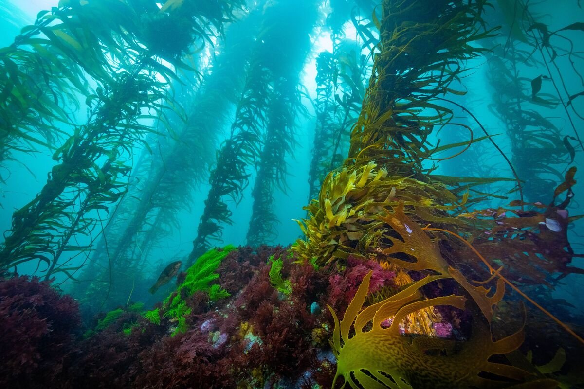How Do You Breed Climate-Resistant Kelp? In Australia, It Starts with AI