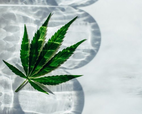 What Is THCV? What to Know About the Newly Discovered Cannabinoid