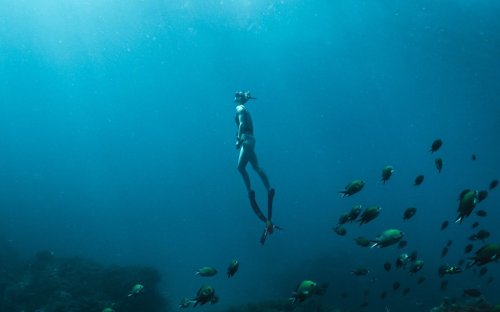 Study shows free divers can drop heart rates as low as 11 beats per ...