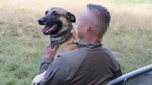 Schwerverletzter SEK-Hund Matti nach OP wieder im Dienst