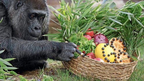 Im Zoo Berlin feiert der älteste Gorilla der Welt seinen 68. Geburtstag!