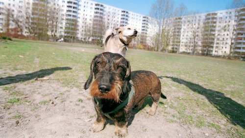 Jeder zweite Hund lebt illegal in Berlin