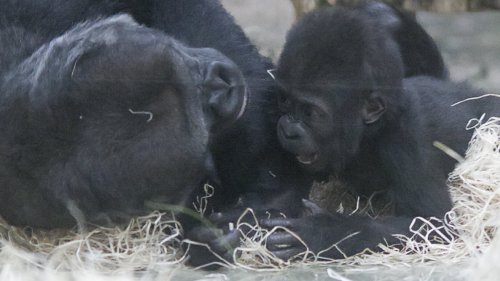 So prächtig entwickelt sich der erste Gorilla-Nachwuchs seit 16 Jahren!