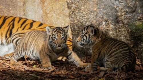 Berliner Tiger-Babies toben in der Herbstsonne