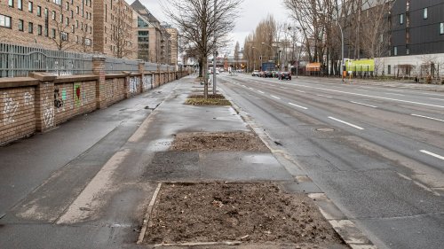60.000 Straßenbäume gefällt, aber nur 28.000 nachgepflanzt