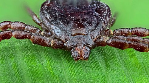 Achtung, Zecken! Risiko für Hirnhautentzündung und Borreliose hoch wie nie