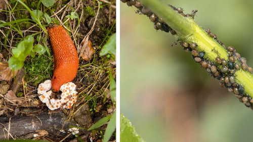 Garten-Ärger: Schnecken weg, dafür Blattläuse da!