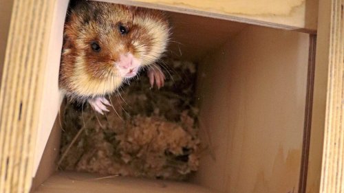 Tierpark Berlin wildert diese kleinen Nager auf Feldern aus
