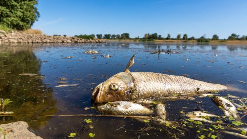 Fischsterben in der Oder: Hinweise auf Quecksilber-Belastung