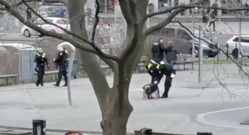 Berlin: Polizist erschießt aggressiven Schäferhund
