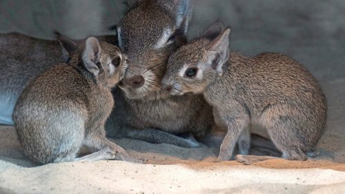 Racker-Alarm in Zoo und Tierpark! Zu Ostern süße Tierbabys gucken