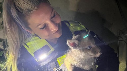 Neukölln: Polizei rettet süßen Baby-Fuchs