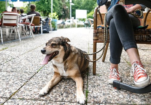 Hunde sollten auf Hundenamen hören - B.Z. – Die Stimme Berlins