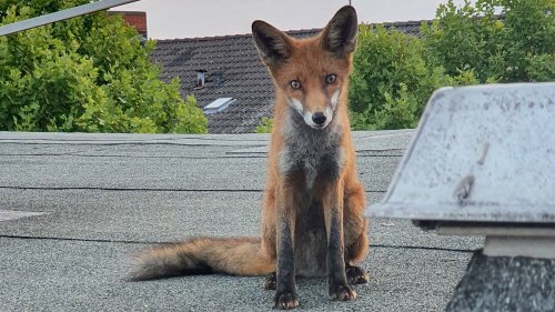 Nanu, was macht denn der Fuchs hier auf dem Dach?