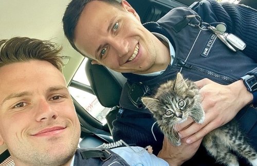 Polizisten retten verletztes Katzenbaby von Autobahn
