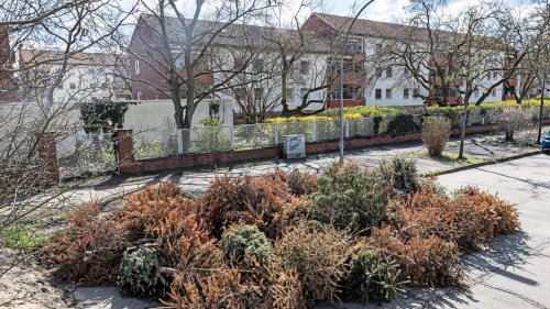 Warum liegen in Spandau noch immer Weihnachtsbäume herum?