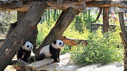 Tapser ins Abenteuer! Panda-Zwillinge entdecken ihr Außengehege
