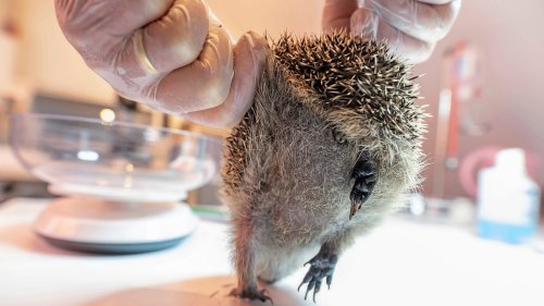 Igel Ingrid wurde ein Bein abgetrennt