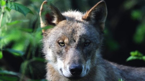 B.Z.-Umfrage: Sollen Wölfe weiterhin streng geschützt sein?