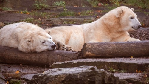 Berliner Tierpark erfindet Straftat für Eisbär-Kampagne