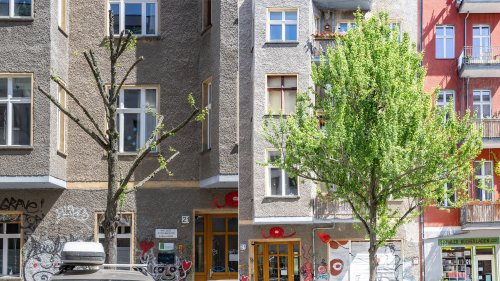 70 Berliner Straßenbäumen droht die Rodung