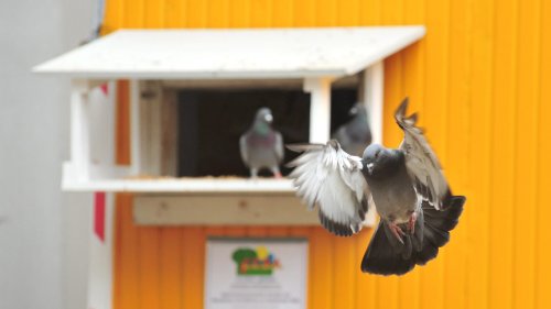 Taubenschläge gegen die Berliner Tauben-Invasion