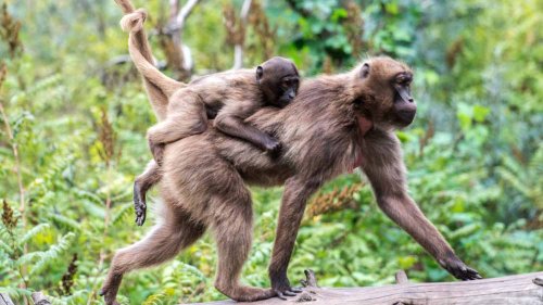 Fünfter Affen-Nachwuchs im Tierpark binnen zwei Jahren