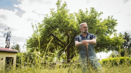 So schenkt Ihnen Berlin einen Baum für den Garten