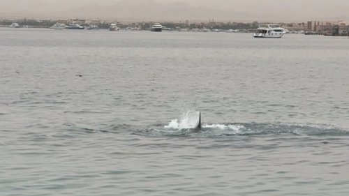 Tödlicher Angriff – Killerhai vor Hurgharda gefangen