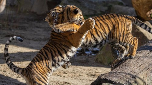 Tierpark Berlin: Hier toben zwei Tiger-Teenies