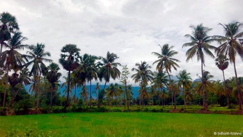 Palakkad India: A Glimpse of Divinity in the South Indian State of Kerala