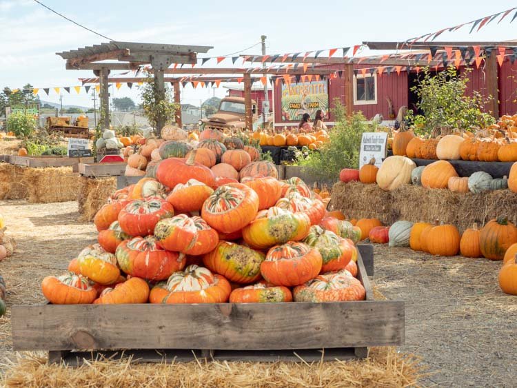 How to Find the Perfect Half Moon Bay Pumpkin Patch