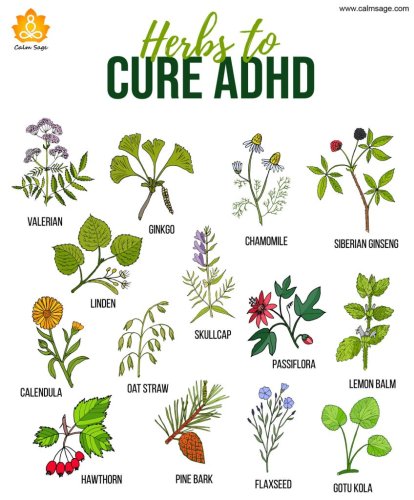 6 Best Herbs To Help Ease ADHD Symptoms