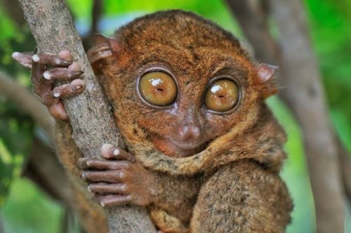 National Endangered Species Day: List of Rare Animals Endemic to the Philippines
