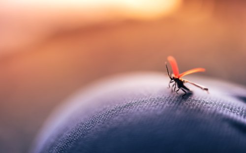 Home Dengue Protection: How to Keep Your Home Healthy