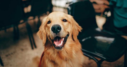Mon chien a peur des autres chiens, que faire ?