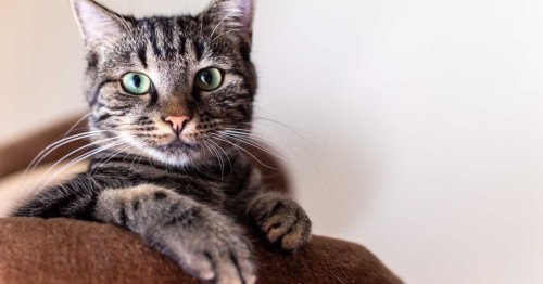 À quoi mon chat pense-t-il ?