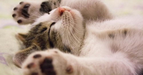 Les techniques les plus efficaces pour rapidement calmer un chat agité