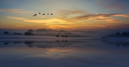 Comment les oiseaux parviennent-ils à voler ensemble sans se percuter ?