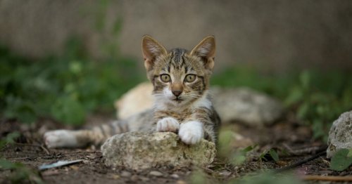 Sur cette île japonaise, on compte plus de chats que d’êtres humains !