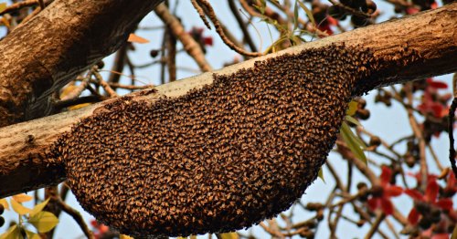 A-t-on le droit d’interdire les abeilles ou les ruches chez son voisin ?