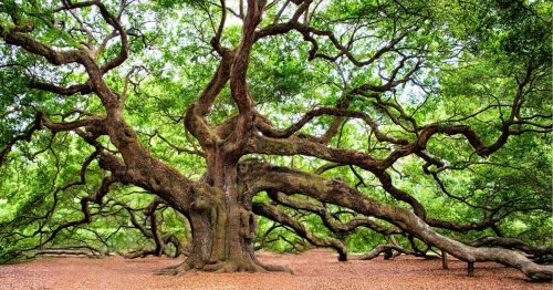 Voici le plus vieil arbre du monde