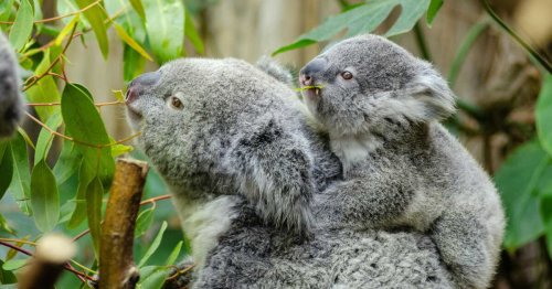 Incendie en Australie : pourquoi les 750 koalas abattus par des snipers n'ont-ils pas été secourus ?