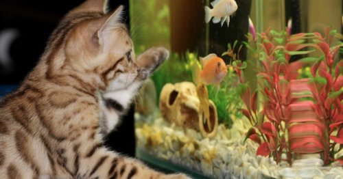 Voici l’endroit idéal où installer votre aquarium à la maison selon la philosophie Feng Shui