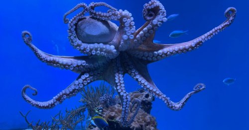 Vidéo : Un plongeur se fait étrangler par un poulpe qu'il avait délogé