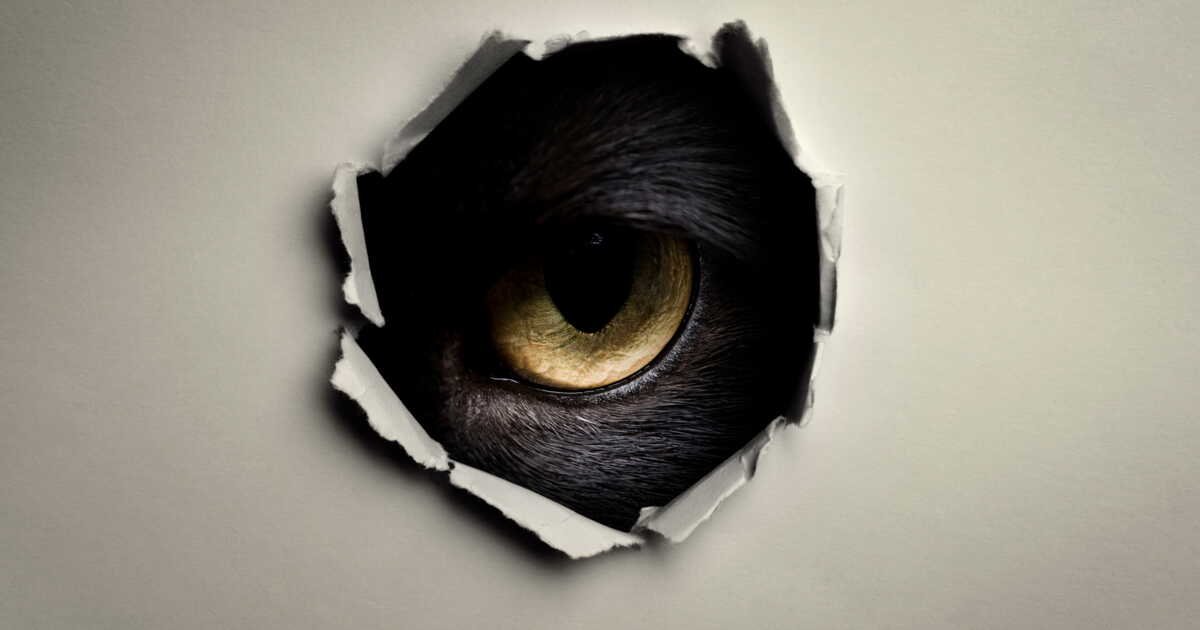"Acoustic Kitty" : quand la CIA transformait un chat en cyborg pour espionner les Soviétiques