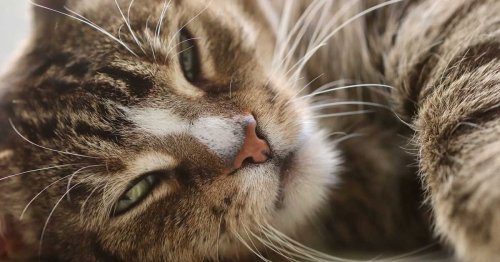 Regarder son chat dans les yeux : bonne ou mauvaise idée ?