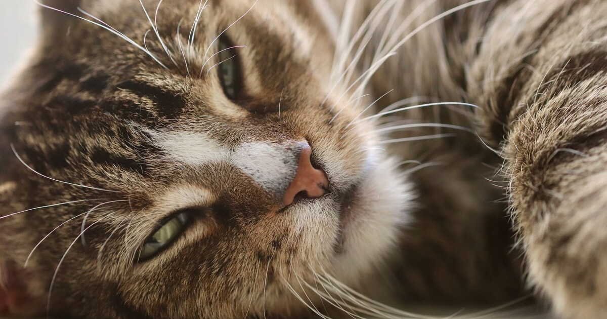 Regarder son chat dans les yeux : bonne ou mauvaise idée ?